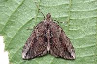 Thera cupressata