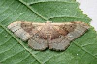 Idaea degeneraria
