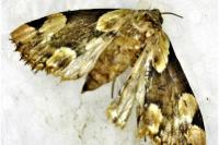 Thyatira batis