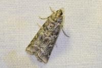 Dioryctria simplicella