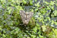 Cataclysta lemnata