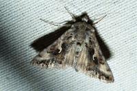 Autographa gamma