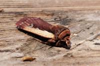 Ochropleura plecta