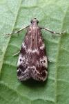 Assara terebrella