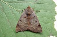 Minucia lunaris