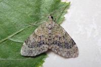 Acasis viretata