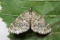 Acasis viretata