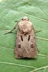 Agrotis exclamationis