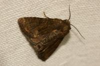 Oligia latruncula/strigilis/versicolor