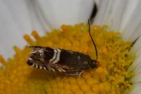 Grapholita internana