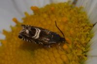 Grapholita internana