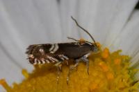 Grapholita internana