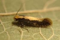 Monopis crocicapitella