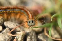 Malacosoma neustria