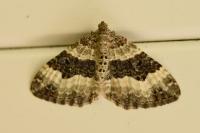 Epirrhoe alternata