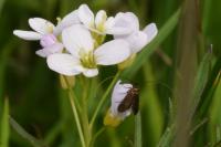 Cauchas rufimitrella