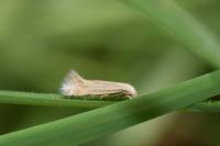 Elachista rufocinerea
