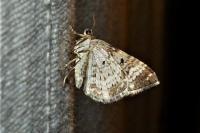 Epirrhoe alternata