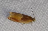 Ancylis mitterbacheriana