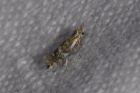 Phyllonorycter ulmifoliella