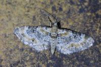Eupithecia pulchellata