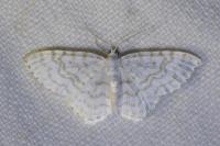 Asthena albulata