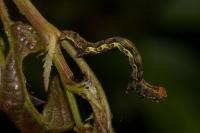 Erannis defoliaria