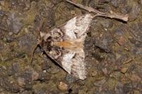 Drymonia dodonaea