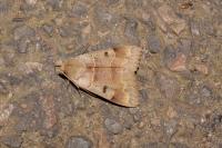 Minucia lunaris