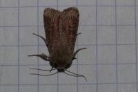 Orthosia incerta