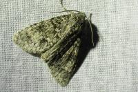 Acronicta rumicis