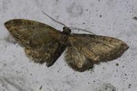 Eupithecia vulgata