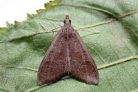 Mecyna asinalis
