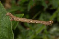 Phigaliohybernia