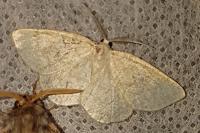 Cabera exanthemata