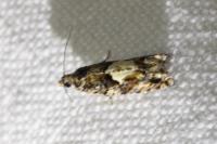 Epinotia immundana