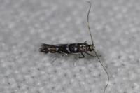 Parectopa ononidis