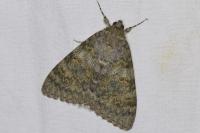 Catocala elocata