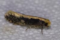 Monopis crocicapitella