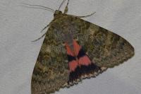 Catocala elocata