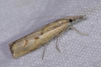 Agriphila geniculea