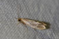 Tinea semifulvella