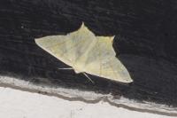 Ourapteryx sambucaria