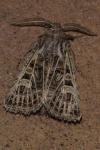 Tholera decimalis