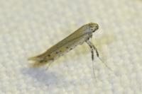 Aspilapteryx tringipennella