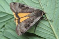 Noctua pronuba