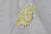 Ourapteryx sambucaria