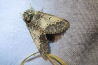 Drymonia ruficornis