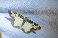 Lomaspilis marginata