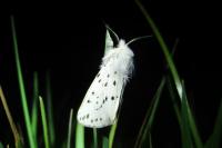 Spilosoma lubricipeda